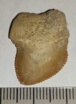 Squalicorax bassani shark tooth