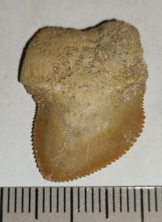 Squalicorax bassani shark tooth