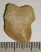 Squalicorax bassani shark tooth