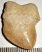 Squalicorax bassani shark tooth