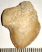 Squalicorax bassani shark tooth