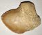 Squalicorax bassani shark tooth