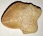 Squalicorax bassani shark tooth