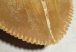 Squalicorax bassani shark tooth