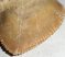Squalicorax bassani shark tooth