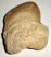 Squalicorax bassani shark tooth