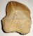 Squalicorax bassani shark tooth
