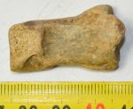 Ursus spelaeus partial toe bone (34,5 mm)