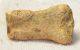 Ursus spelaeus partial toe bone (34,5 mm)