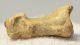 Ursus spelaeus partial toe bone (34,5 mm)