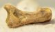 Ursus spelaeus partial toe bone (34,5 mm)