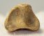 Ursus spelaeus partial toe bone (34,5 mm)