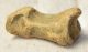 Ursus spelaeus partial toe bone (34,5 mm)