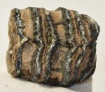 Mammuthus meridionalis részleges fog (464 grams)