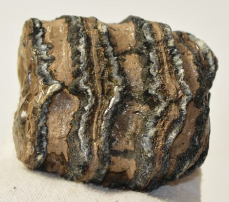 Mammuthus meridionalis részleges fog (464 grams)