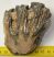 Mammuthus meridionalis részleges fog (464 grams)