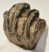 Mammuthus meridionalis részleges fog (464 grams)
