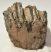 Mammuthus meridionalis részleges fog (464 grams)