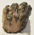 Mammuthus meridionalis részleges fog (464 grams)