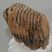 Mammuthus primigenius részleges fog (796 gramm) ELFOGYOTT (J) 06