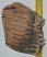 Mammuthus primigenius részleges fog (796 gramm) ELFOGYOTT (J) 06