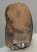 Mammuthus primigenius részleges fog (796 gramm) ELFOGYOTT (J) 06