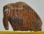   Mammuthus primigenius tooth (4169 grams) Woolly Mammoth SOLD (J) 09