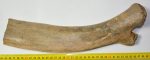 Mammuthus primigenius részleges borda csont (342 mm)