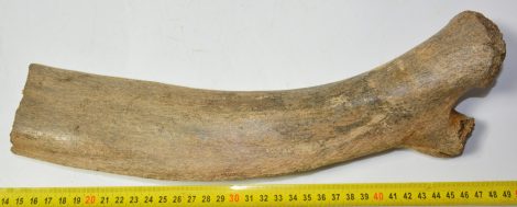 Mammuthus primigenius részleges borda csont (342 mm)