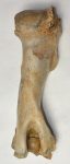 Bison priscus részleges humerus csont