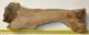 Bison priscus részleges humerus csont Bison priscus részleges humerus csont