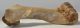 Bison priscus részleges humerus csont Bison priscus részleges humerus csont