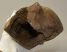 Bison priscus részleges humerus csont Bison priscus részleges humerus csont