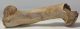 Bison priscus részleges humerus csont Bison priscus részleges humerus csont