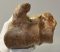 Bison priscus részleges humerus csont Bison priscus részleges humerus csont