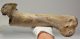 Bison priscus részleges humerus csont Bison priscus részleges humerus csont