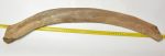 Mammuthus primigenius részleges borda csont (720 mm)