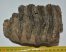 Mammuthus meridionalis partial tooth (1293 grams)