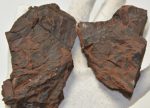 Cladophlebis denticulata fern leaf fossil pair