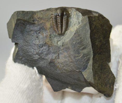 Ellipsocephalus hoffi trilobita Csehországból