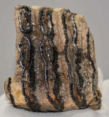 Mammuthus sp. részleges fog (943 gramm) ELFOGYOTT (EB) 04