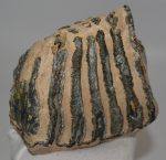 Mammuthus sp. részleges fog (1430 gramm)