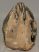 Mammuthus sp. részleges fog (1430 gramm)