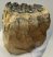 Mammuthus meridionalis részleges fog (673 gramm)