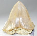Otodus megalodon részleges óriás cápa fog (106 x 101 mm)