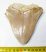 Otodus megalodon partial shark tooth (106 x 101 mm) from Indonesia