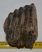 Mammuthus meridionalis részleges fog (792 gramm) Mammuthus meridionalis részleges fog (792 gramm)