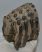 Mammuthus meridionalis részleges fog (792 gramm) Mammuthus meridionalis részleges fog (792 gramm)