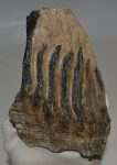 Mammuthus primigenius partial tooth (1690 grams)