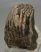 Mammuthus primigenius partial tooth (1690 grams) Mammuthus primigenius partial tooth (1690 grams)